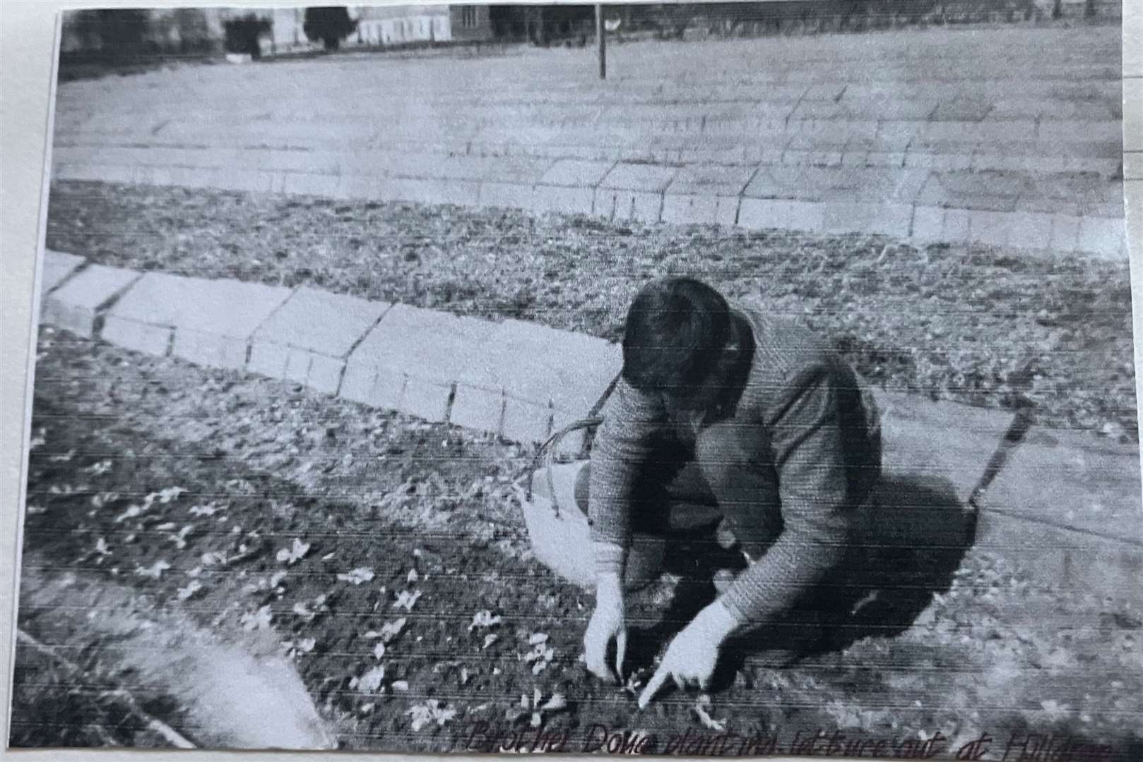 The keen gardener learned about the green arts from his parents as seen here replacing lettuces on the family 7 3/4 acre market garden in Blo Norton. Picture submitted