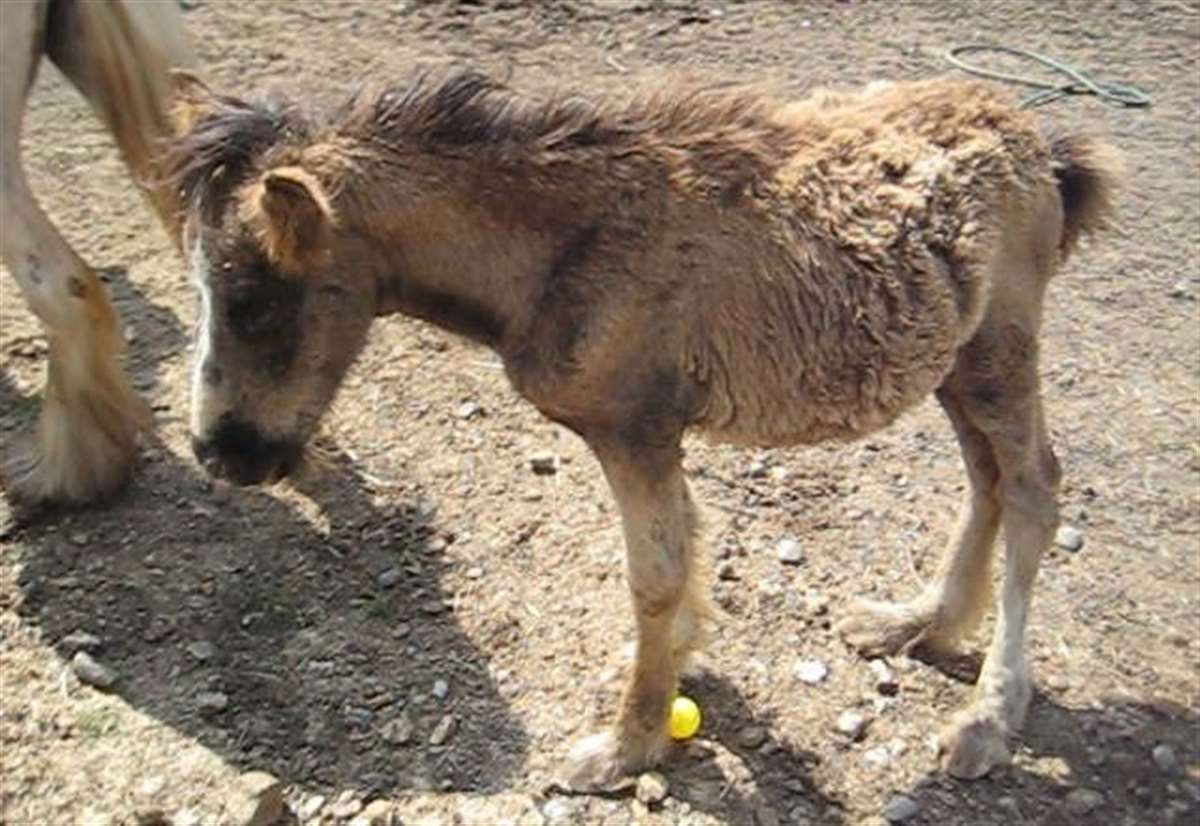 Attleborough man guilty of 'causing unnecessary suffering' to emaciated foal Attleborough man guilty of 'causing unnecessary suffering' to emaciated foal