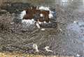 ‘A recurrent and deplorable situation’: Villagers’ sewage woes