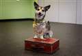 VIDEO: Dog learns how to pack a suitcase