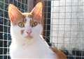 COLUMN: Cat of the Week - Maisie