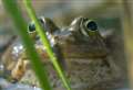 Zoo’s project to aid rare frog shortlisted for national award