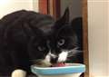 CAT OF THE WEEK: Midnight