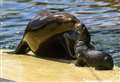 Baby sea lion born in Banham