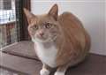 CAT OF THE WEEK: Jimmy