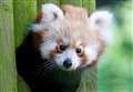 Banham Zoo asks supporters for help to offset impact of Covid-19 