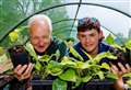 Scheme begins to reintroduce rare plant across Waveney Valley