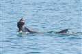 Baby dolphins learn special foraging technique from others, not just mum – study