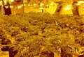Police raid discovers village cannabis factory