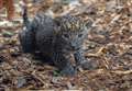 Rare leopard cubs born at Banham Zoo 