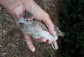 Rare birds set to be released in Dickleburgh