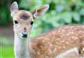 VIDEO: Meet John the Fallow deer 