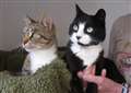 COLUMN: Cats of the Week - Saff and Pepsi