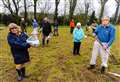A poplar idea to spruce up village green 