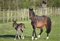 Horse sanctuary sees baby boom during lockdown 