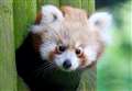 Jobs under threat as Banham Zoo sets out survival plan