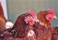 Zoo increases protection as avian flu continues its march