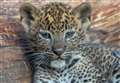 Banham Zoo mourns death of 10-week old leopard cub
