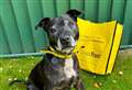 New Christmas home for old dog Louie