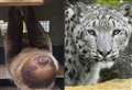 Banham Zoo welcomes pair of new animals for international breeding programme