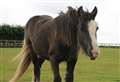 Matilda bounces back with a little tender loving care 
