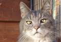 CAT OF THE WEEK: Harley