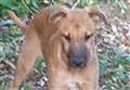 Two dogs and birds stolen in burglaries