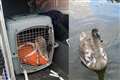 ‘Stranded’ cygnets rescued by railway workers