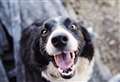 Warning for dog owners after suspicious edible items found 