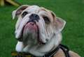 Town company’s survey shows we love a doze with our dogs and curl up with our cats