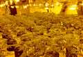 Cannabis raids see police seize more than £4.5million of drugs