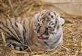 Zoo announces birth of endangered tiger cubs
