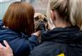 Dog fostering volunteers required