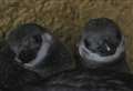 Popular zoo announces hatchlings of critically endangered penguins