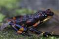 More than 500 land vertebrate species on the brink of extinction, study suggests
