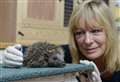 Hedgehogs are ‘dying in droves’ across south Norfolk, warns sanctuary owner