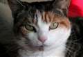 Cat dies after being shot in suspected air rifle attack 