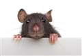 Rats on the rise as pest controllers answer town’s SOS
