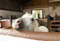 Annual show at Redwings is looking for all creatures great and small