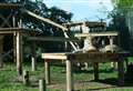 Watch as tigers try out their new £27,000 ‘territory platform’ at zoo