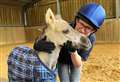 Horse rescue and rehoming centre ‘delighted’ to be back