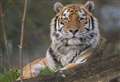Banham Zoo offering annual passes to local 'community champions'