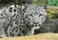 Zoo sends ‘golden tickets’ to homes for Christmas experience