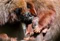 Zoo welcomes new monkey baby with social media announcement and pictures