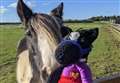 Sanctuary hopes to find a home for mother Mildred