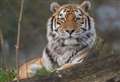 Banham Zoo announces death of 'much-loved' tiger