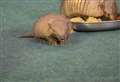 VIDEO: First ever baby armadillo born at Banham Zoo