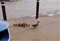 Watch: Shoppers queueing outside Tesco in Diss get a surprise as an adorable family of ducks stroll by