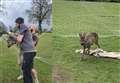 Carpet fitters' heroic rescue of deer trapped in goal netting