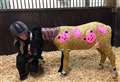 Redwings Horse Sanctuary's new star Phoenix shows he has it all wrapped up
